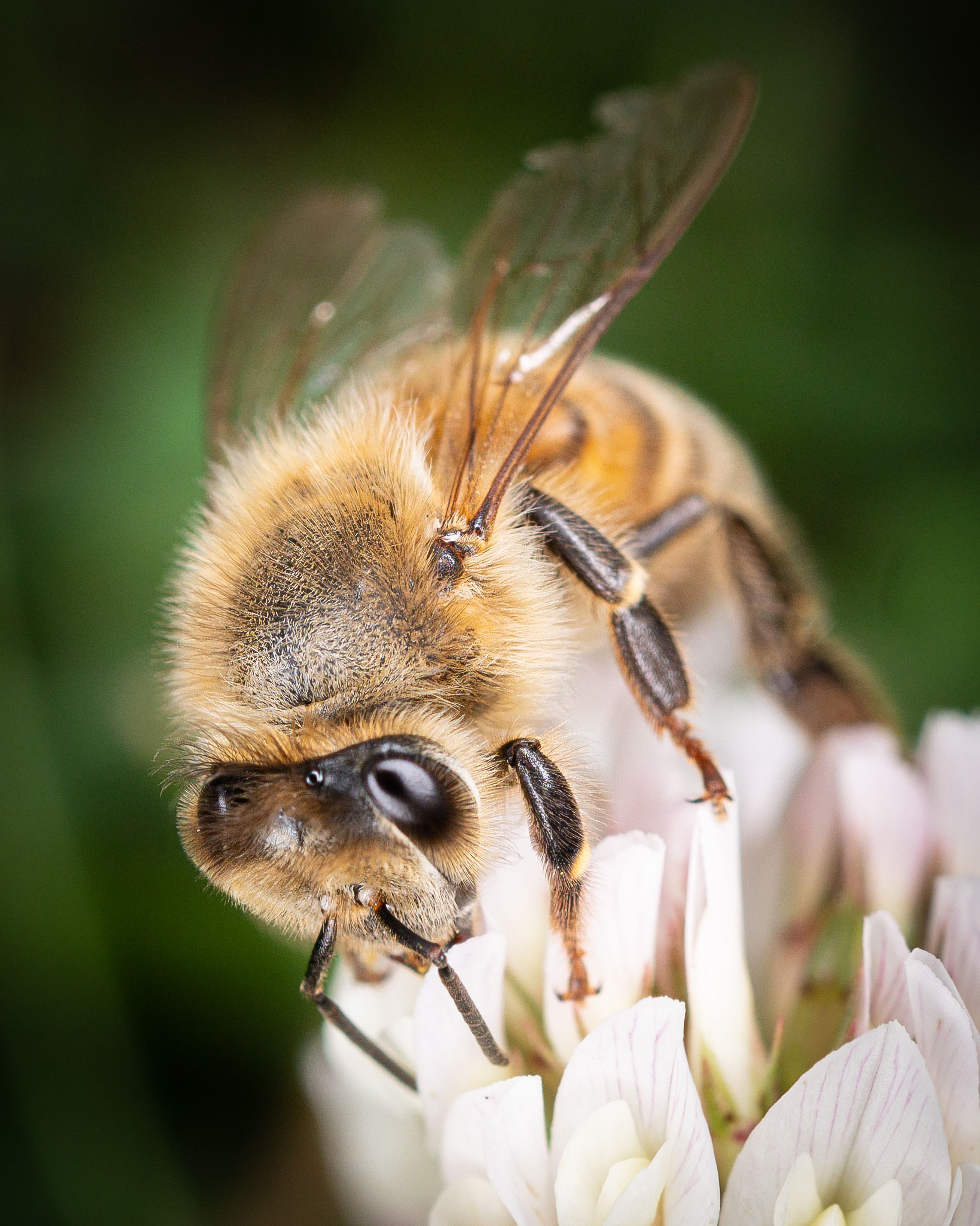Bee In Action Photos, Download The BEST Free Bee In Action Stock Photos ...