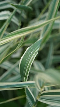 Raindrops on lush variegated green leaves create a refreshing natural scene.