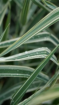 High-resolution close-up of dew drops on lush green striped leaves, epitomizing freshness and tranquility.
