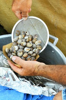 Close-up of hands pouring fresh snails into a pot for cooking outdoors.