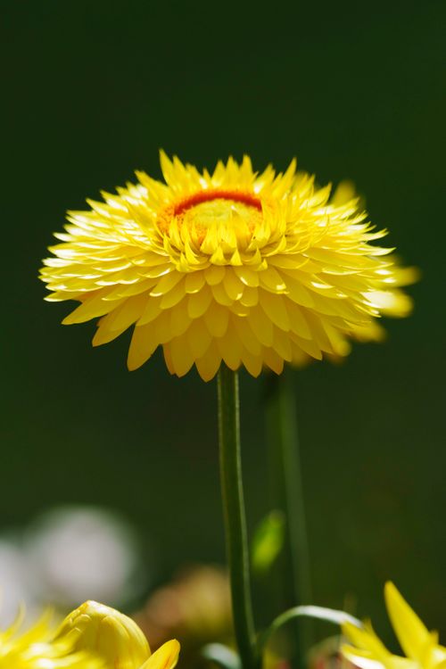 Free Close-up of a vibrant yellow everlasting flower in full bloom under sunlight. Stock Photo