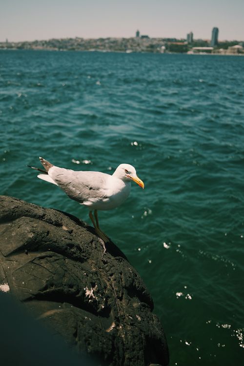 Free A seagull stands on a rocky shoreline with a vast ocean backdrop and city skyline. Stock Photo