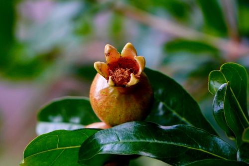 Free Detailed close-up of a young pomegranate fruit growing on a tree with vibrant leaves. Stock Photo