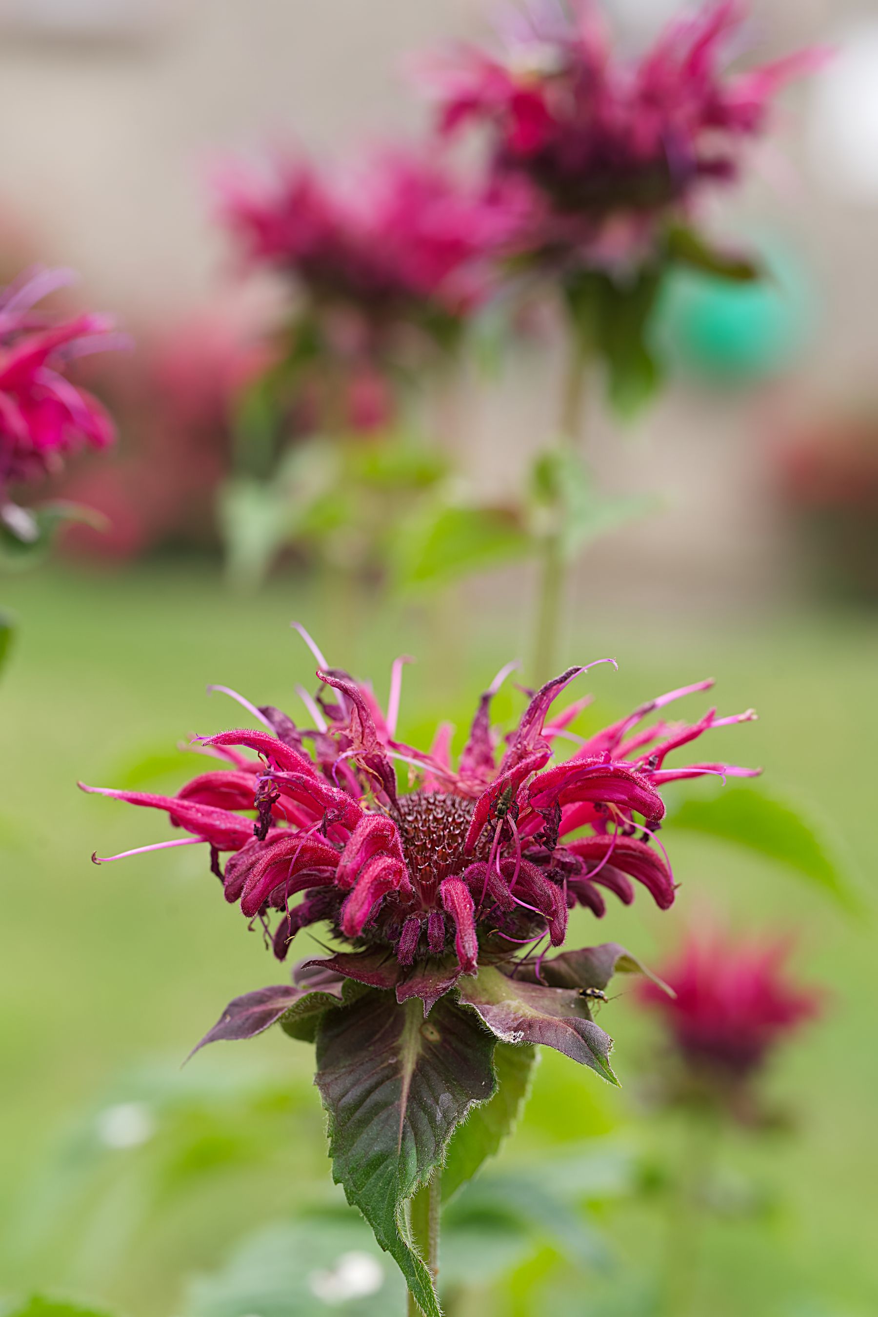 Vibrant pink bee balm flowers in a garden Vibrant pink bee balm flowers in a garden