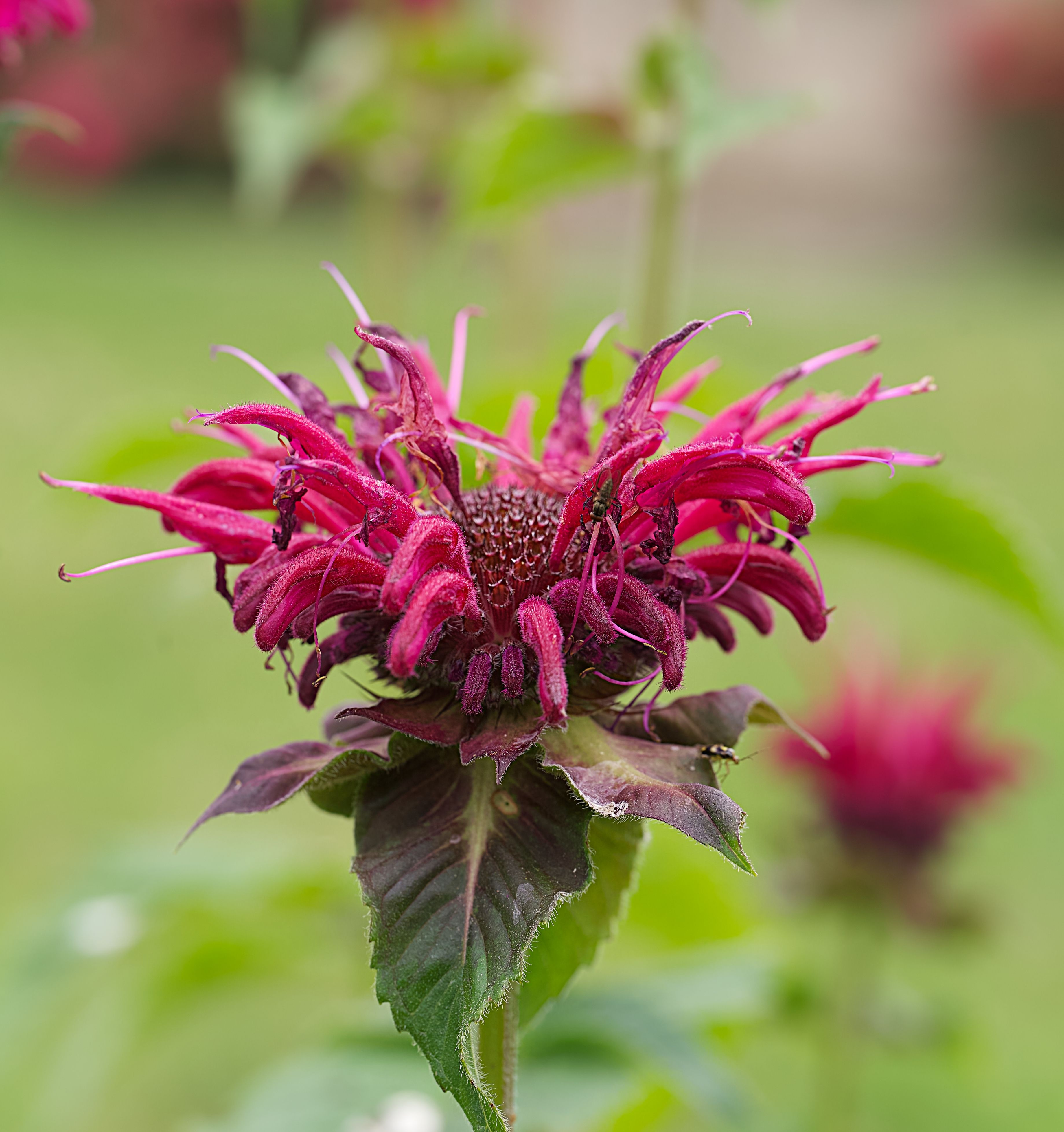 Bee balm flowers with bees in a UK garden