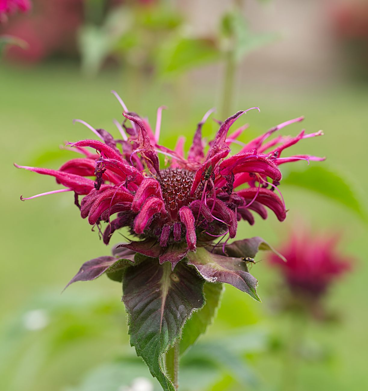 Bee balm flowers with bees in a UK garden