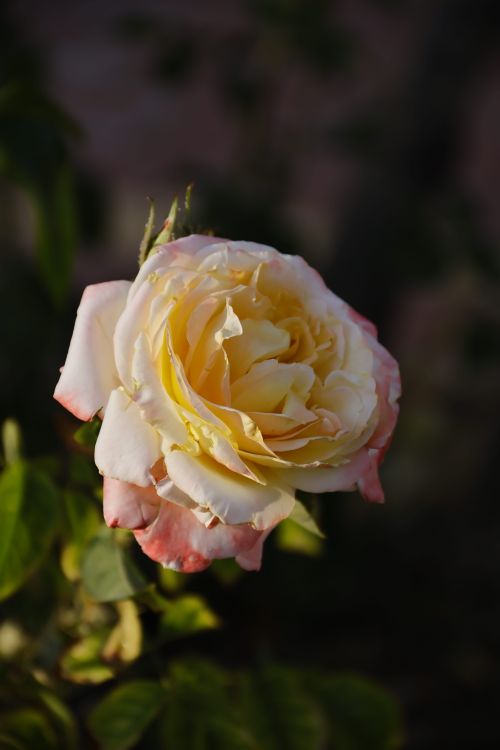 Free A detailed view of a pink and yellow rose in full bloom, highlighting its delicate petals. Stock Photo