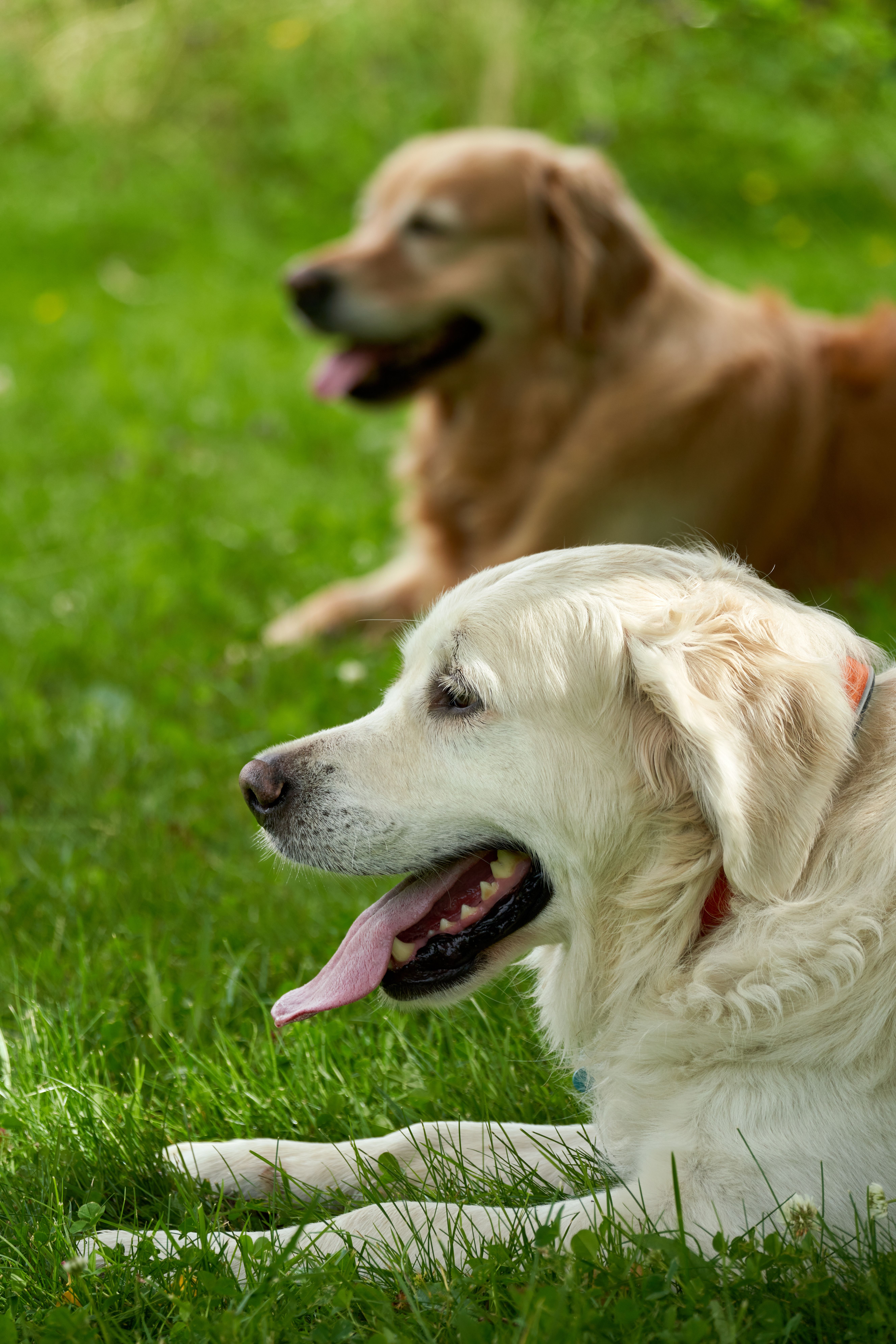 Golden Retrievers Relaxing on Lush Green Lawn · Free Stock Photo