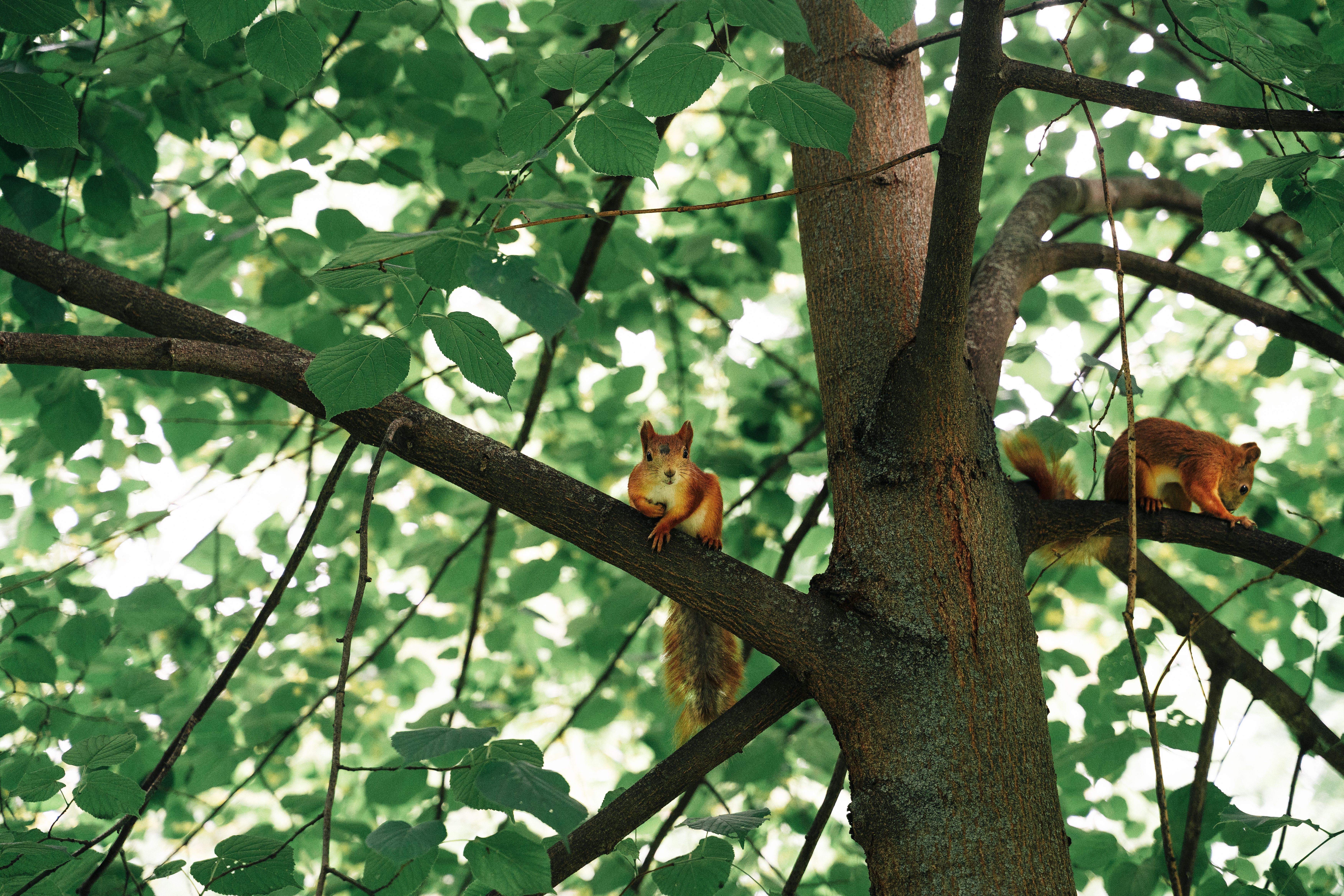 Red Squirrels on Tree in Minsk Park · Free Stock Photo