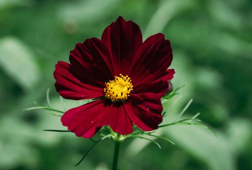 Free Close-up of a vibrant burgundy cosmos flower with a yellow center against a blurred green background. Stock Photo