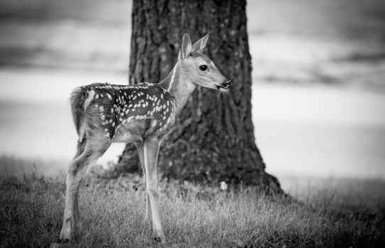 Explore the elegance of a young fawn poised by a tree in this tranquil black and white portrait.