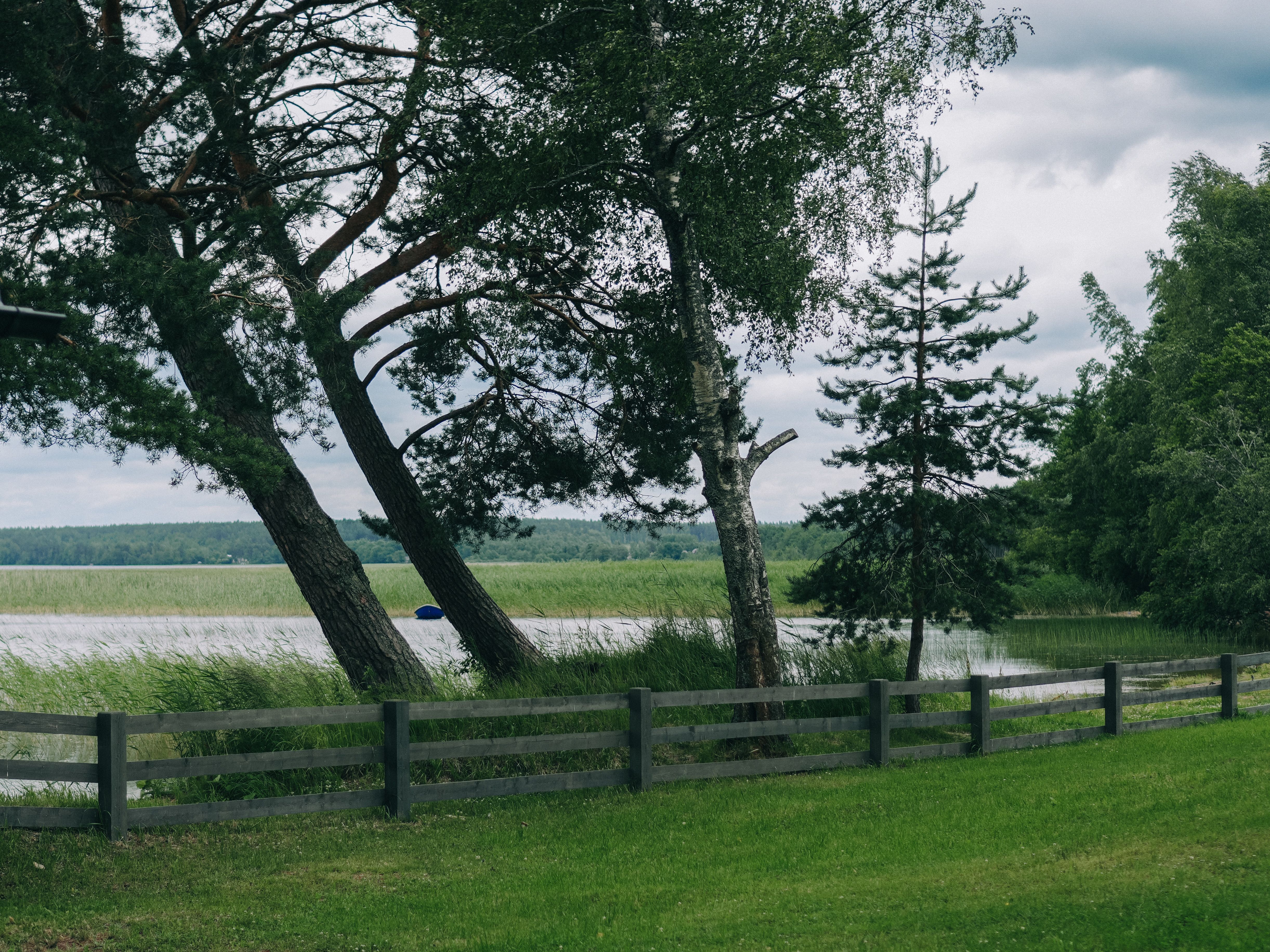 Serene Lakeside Scene with Pine Trees and Fence · Free Stock Photo