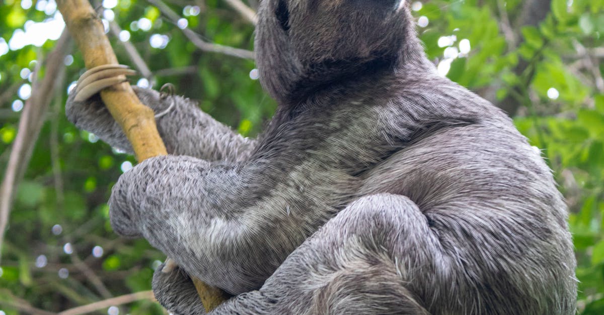 黑熊阿里曼 西肯二度野放 科技追蹤守護山林和平