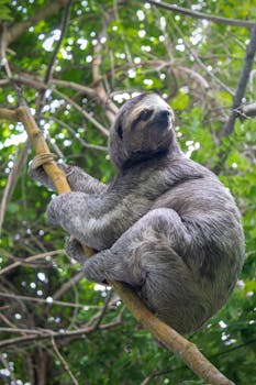 A sloth peacefully clings to a branch amidst vibrant green foliage in a tropical rainforest.