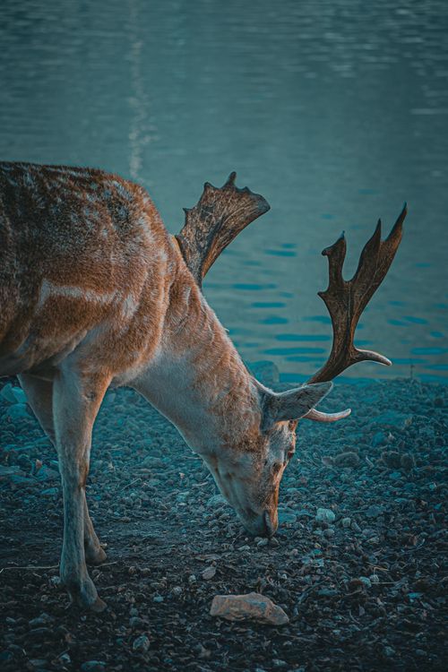 Free A majestic fallow deer grazes by the water's edge in Παναγίτσα, Greece, showcasing serene wildlife in nature. Stock Photo