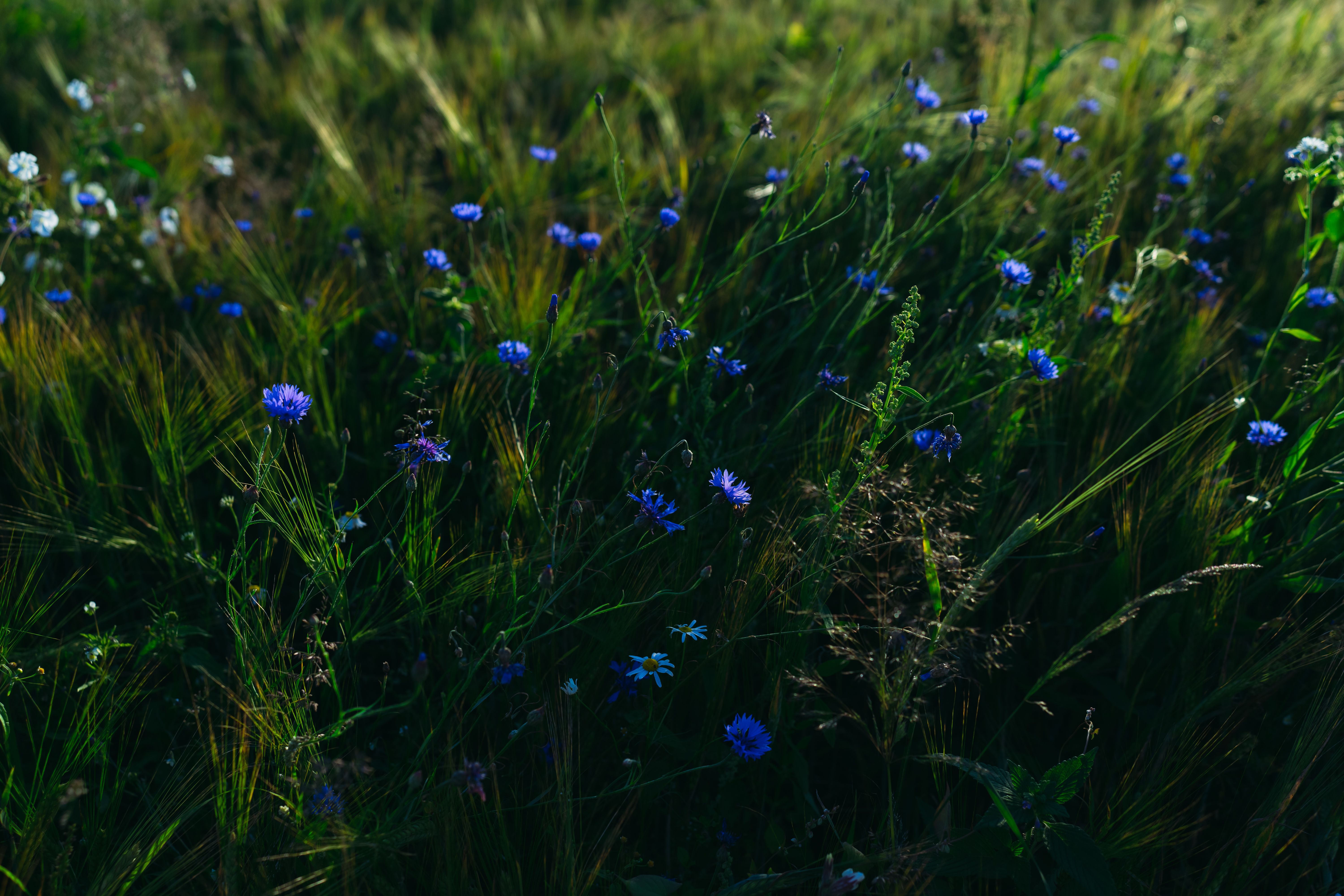 Vibrant Wildflower Meadow at Sunset · Free Stock Photo