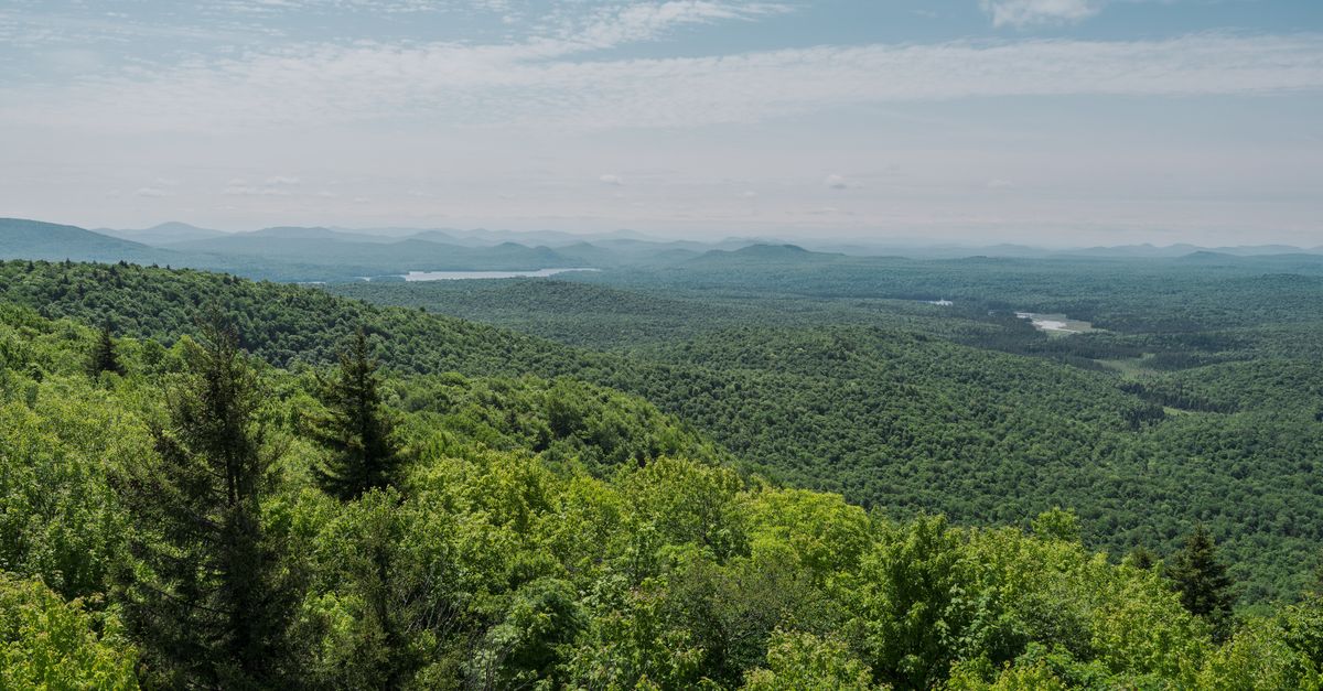 Panoramic view from Mount Arab showcasing lush green forests under a clear summer sky.