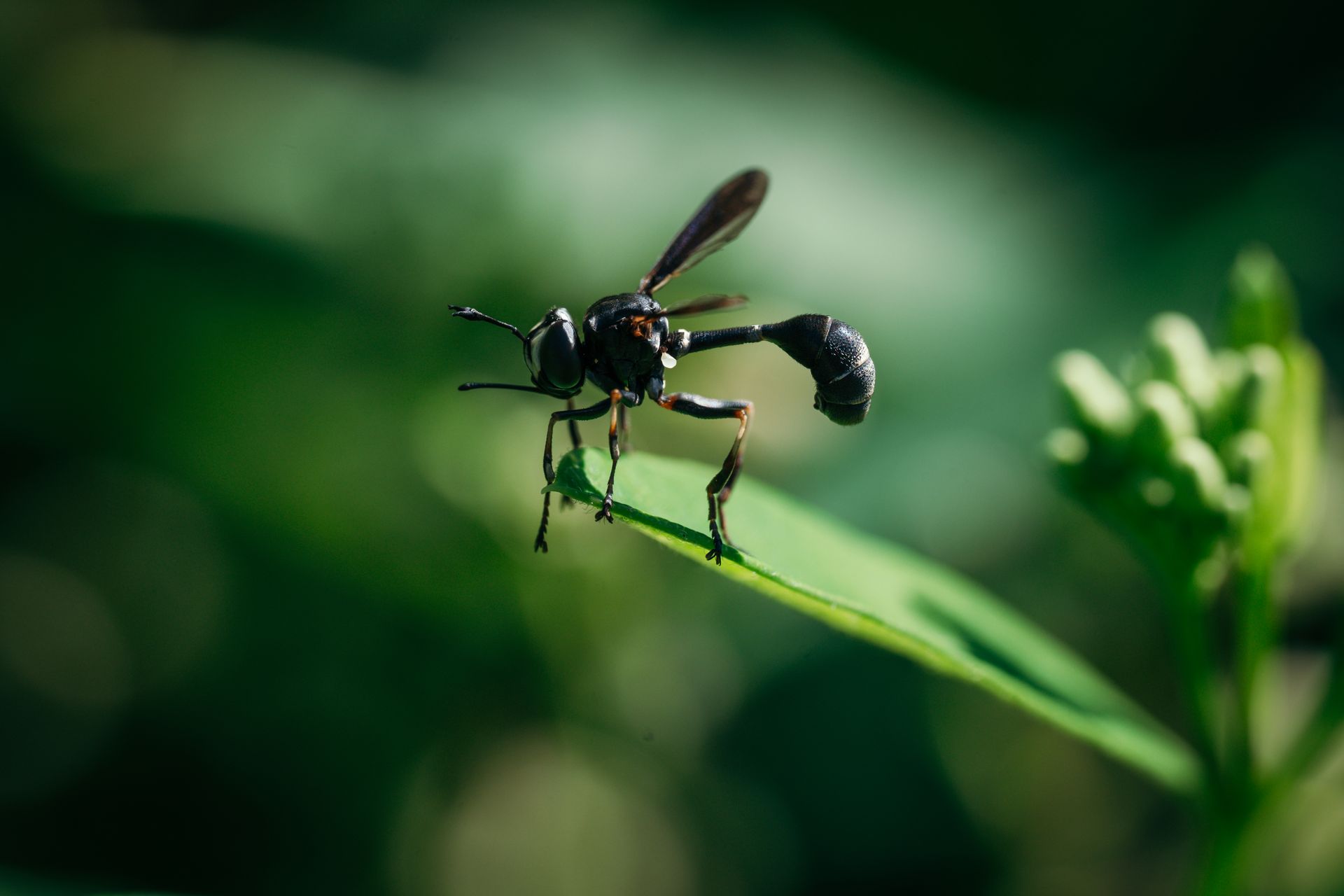 Close-up of a black wasp perched on a green leaf, vividly captured in natural light.