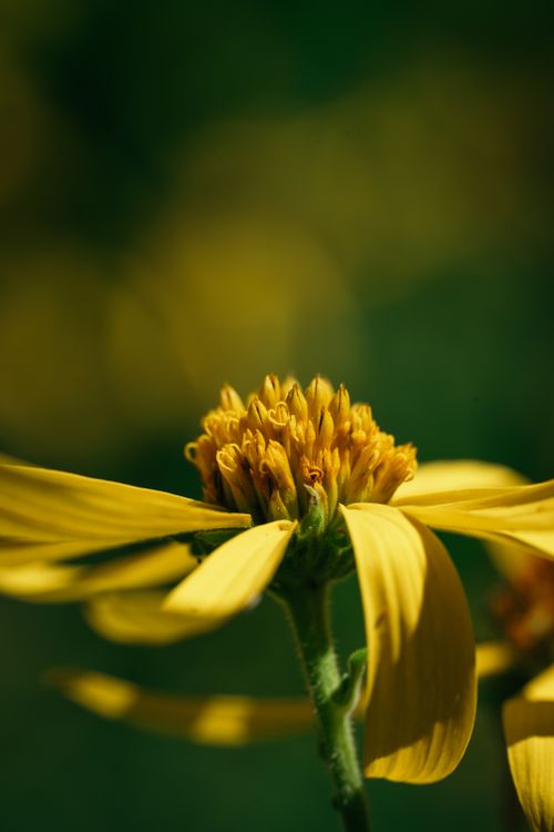 Free Close-up of a vibrant yellow Rudbeckia flower showcasing its detailed petals and center. Stock Photo