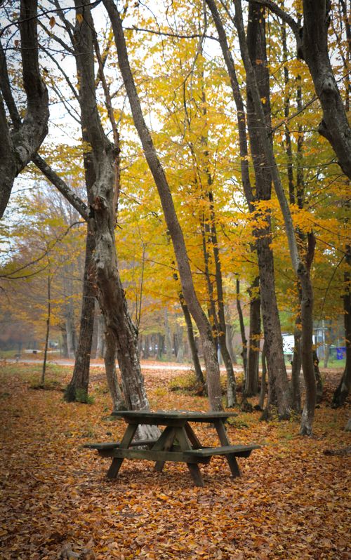 Free Peaceful autumn scene with a picnic table surrounded by colorful fall foliage. Stock Photo