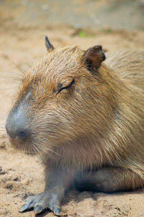 A calm capybara sitting and looking relaxed
