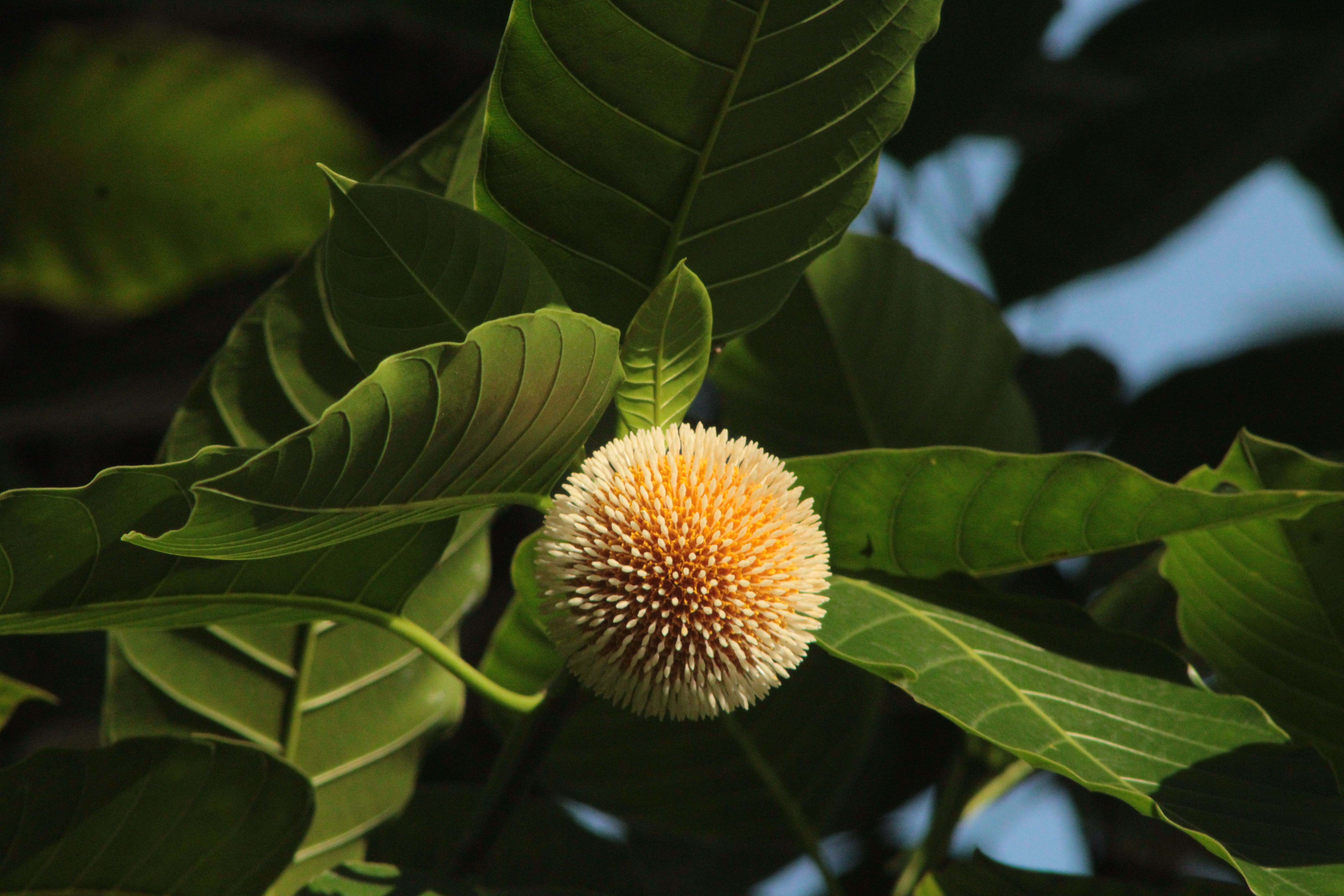 Close-up of Kadamba flower with lush green leaves · Free Stock Photo