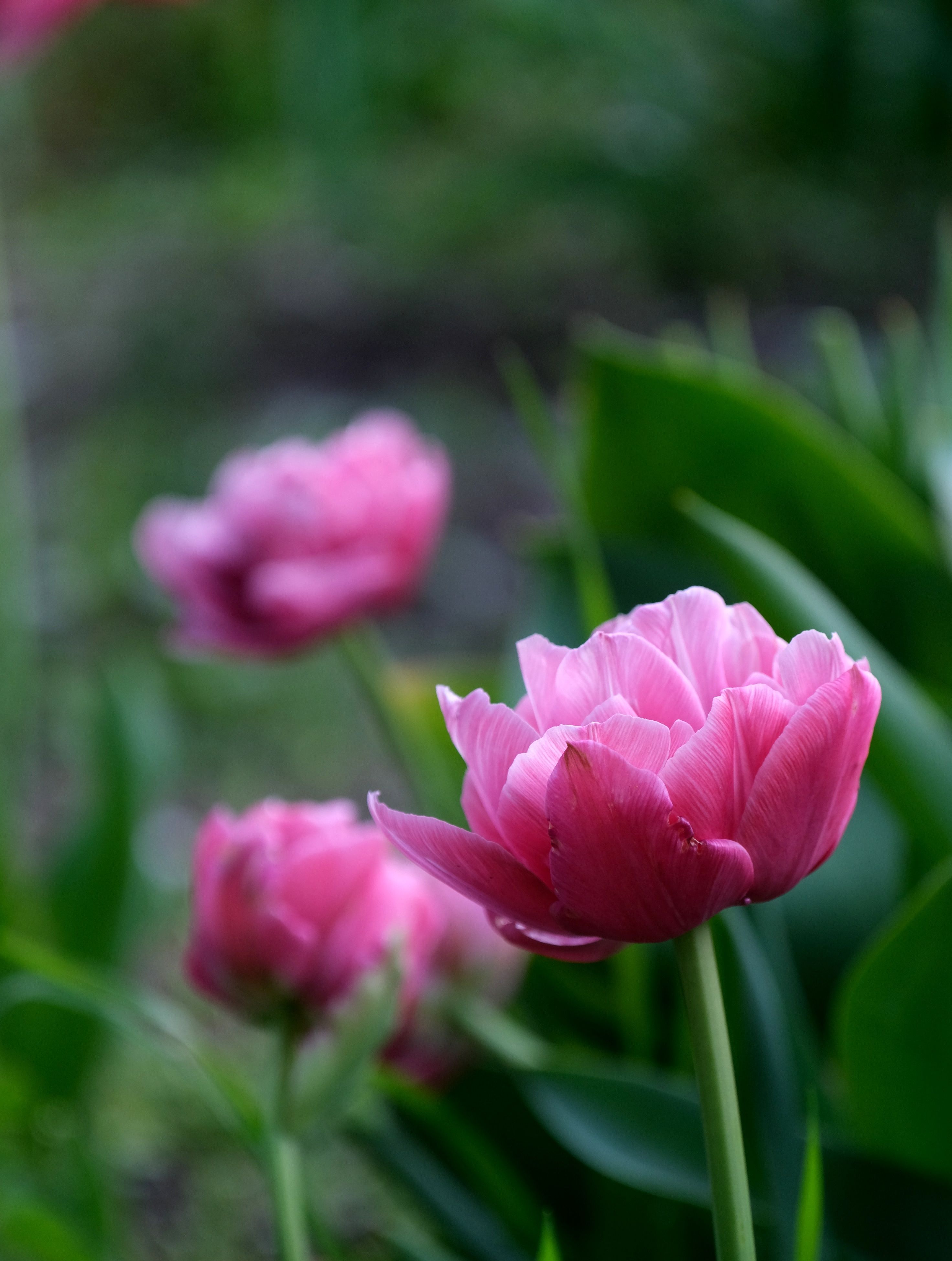Close-up of Vibrant Pink Tulips in Bloom · Free Stock Photo