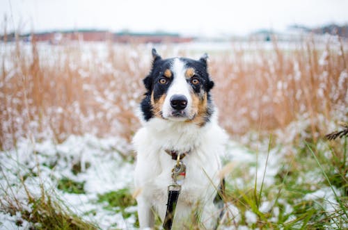 Short-coated Tricolor Dog