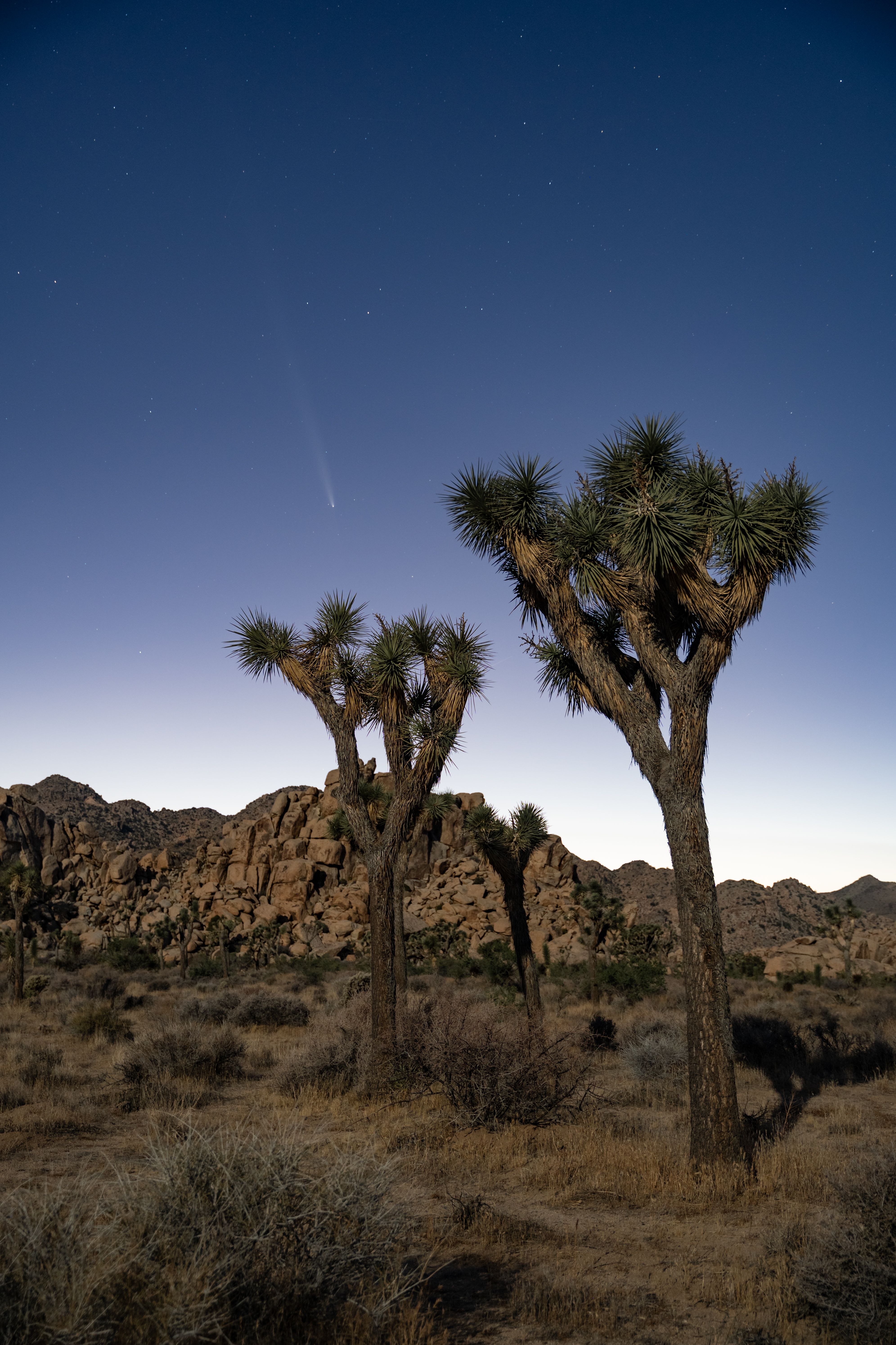 Starry Night with Joshua Trees in California Desert · Free Stock Photo