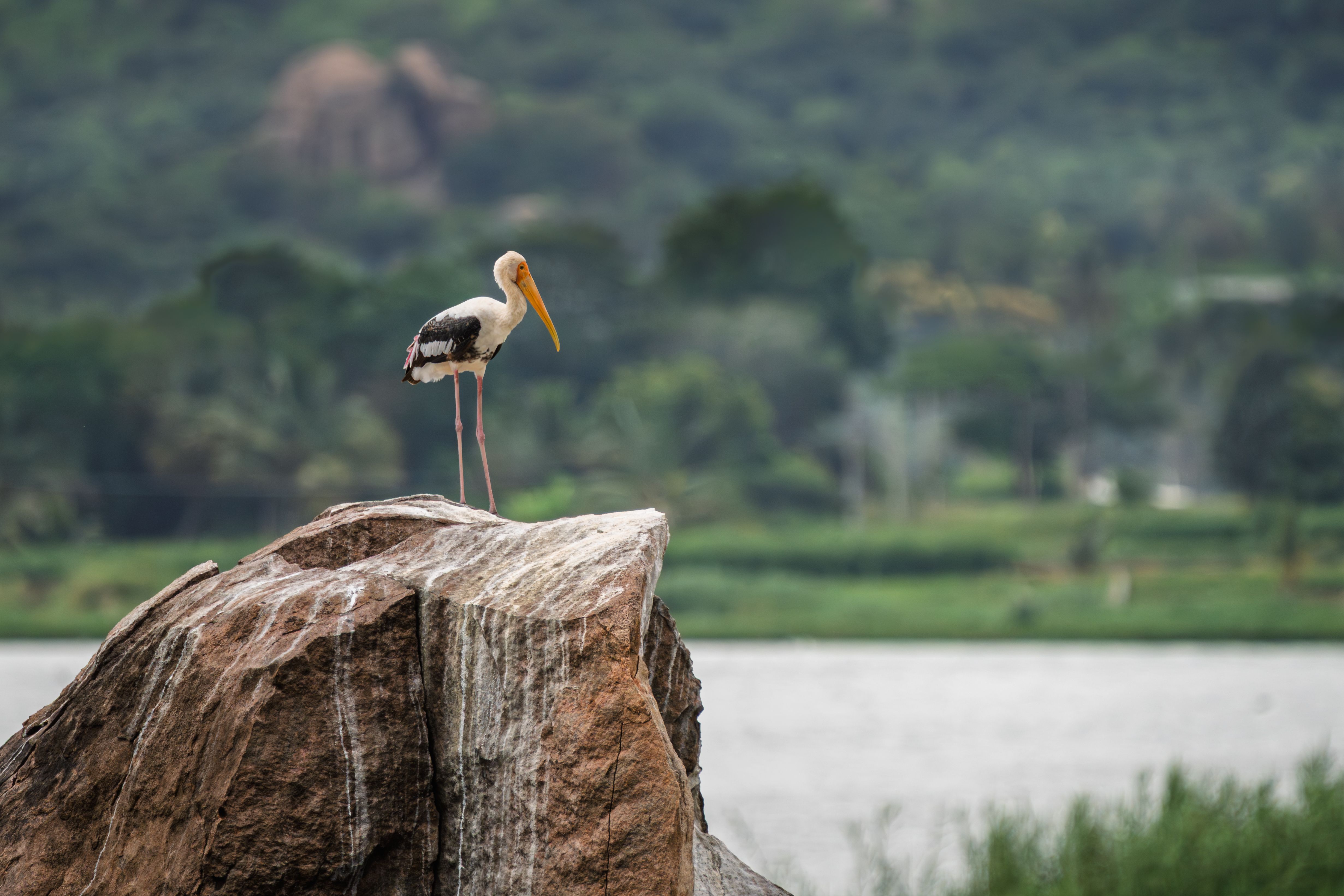 Two Storks Standing on a Large Rock · Free Stock Photo