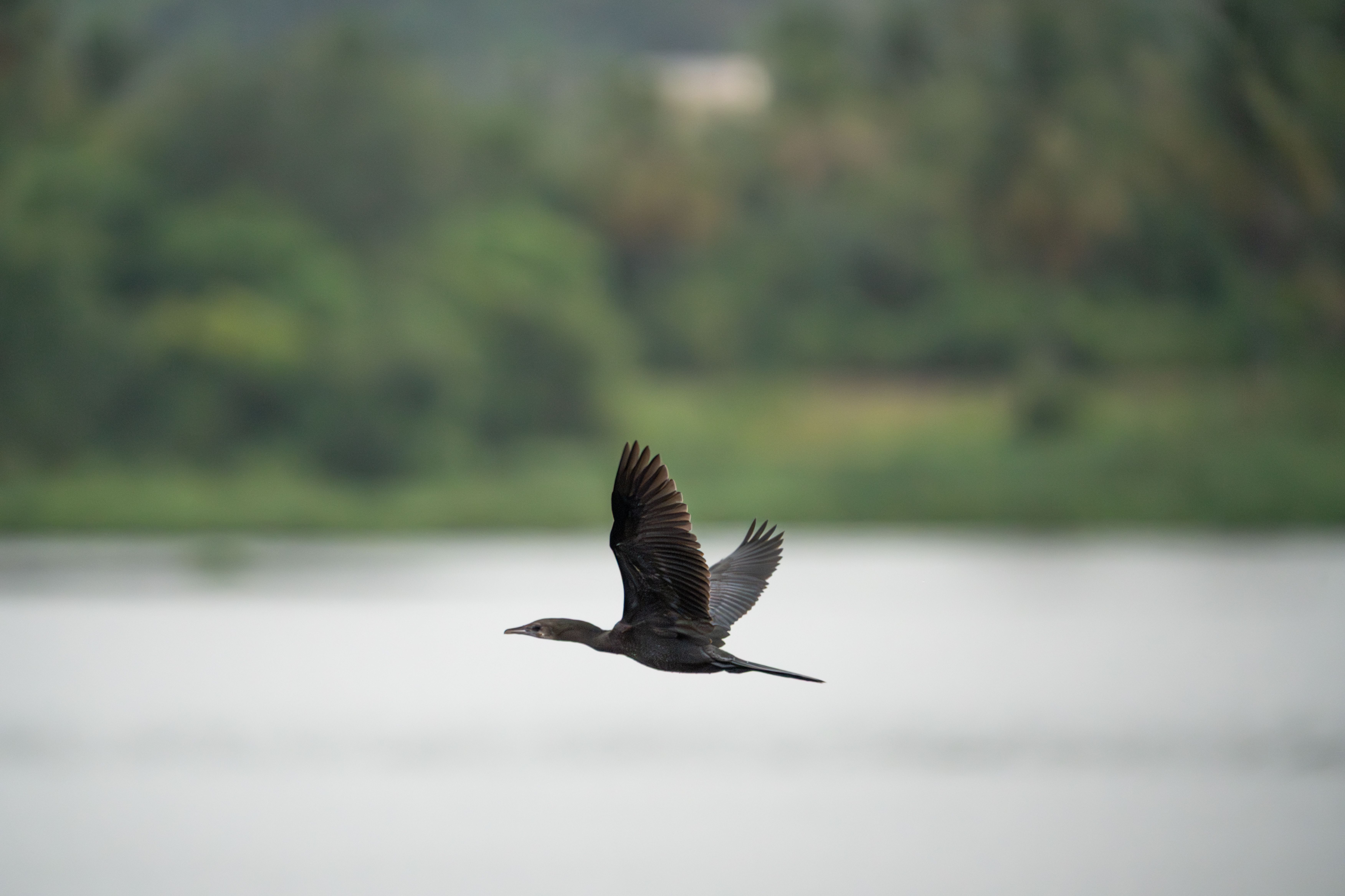 A cormorant gracefully soars above a serene lake in Kanakapura, India.