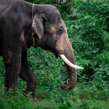 Haathi Mere Saathi