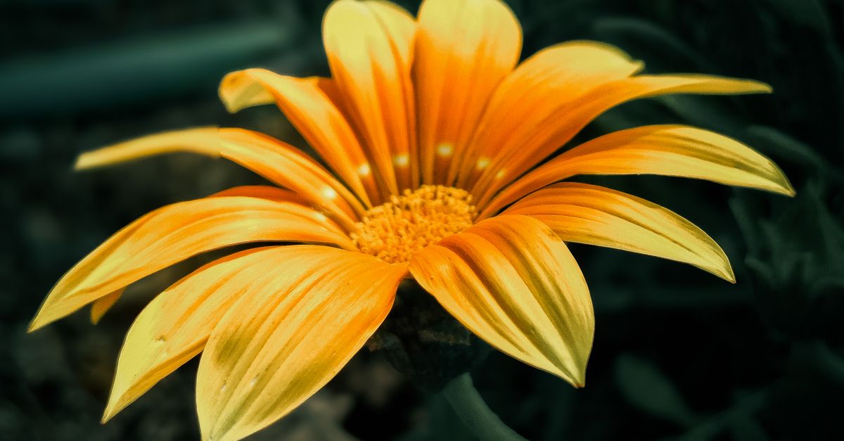 Rüyada Renkli Çiçekler Toplamak - Rüya Tabiri ve Anlamı - açık hava, açılı görünüş, bahar içeren Ücretsiz stok fotoğraf