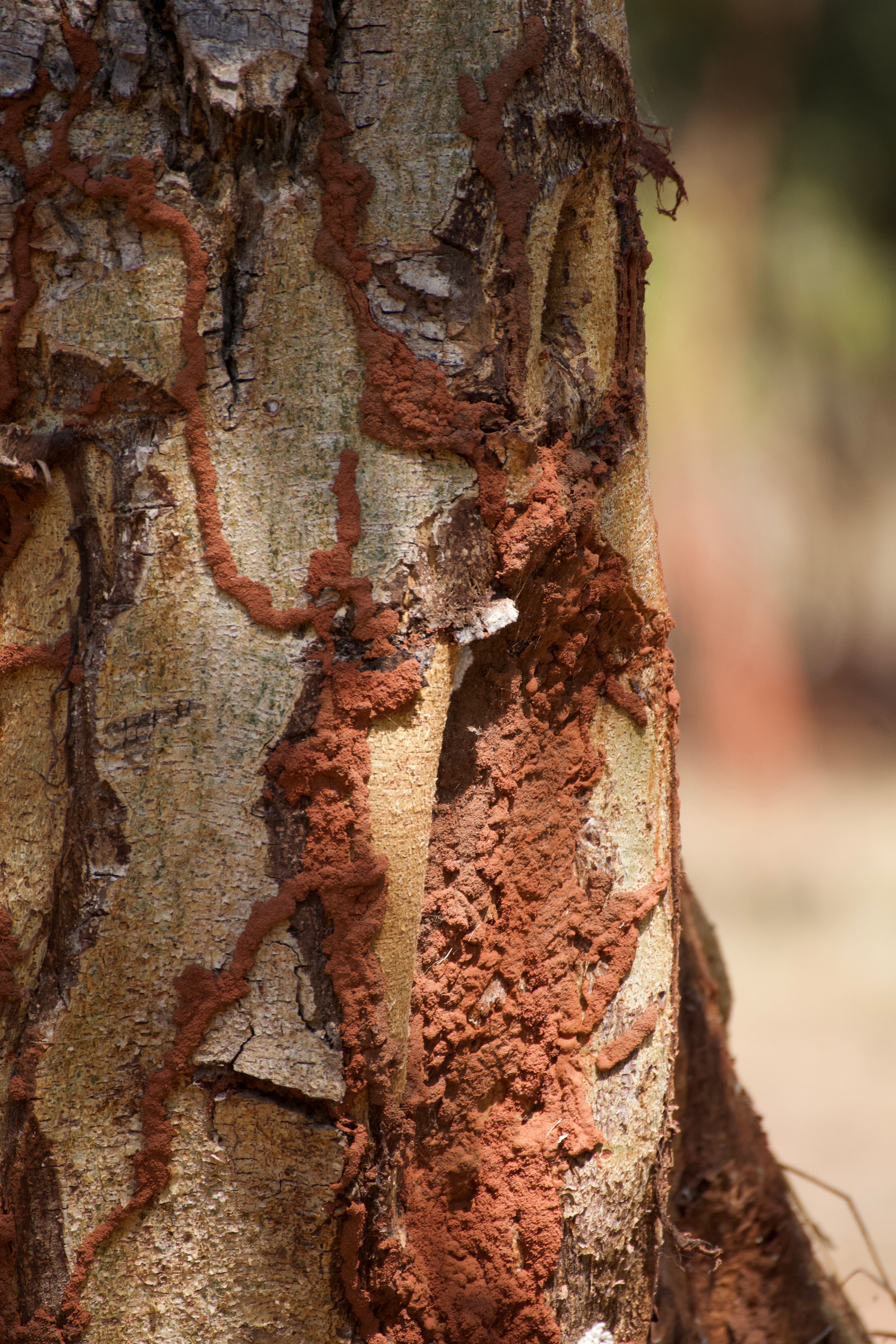 Detailed view of tree bark texture featuring natural red soil patterns outdoors.