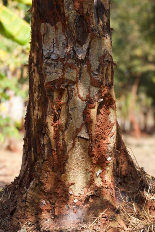 Free Detailed view of tree trunk with textured bark and red earth. Natural outdoor scene. Stock Photo