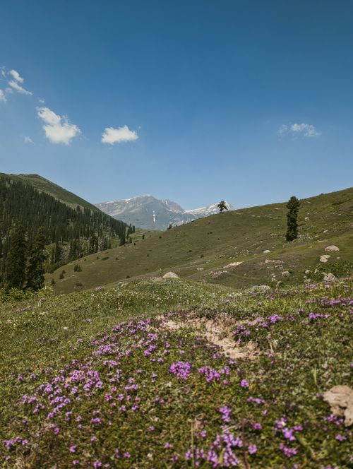 Free Breathtaking mountain view with vibrant purple wildflowers under a clear blue sky. Stock Photo