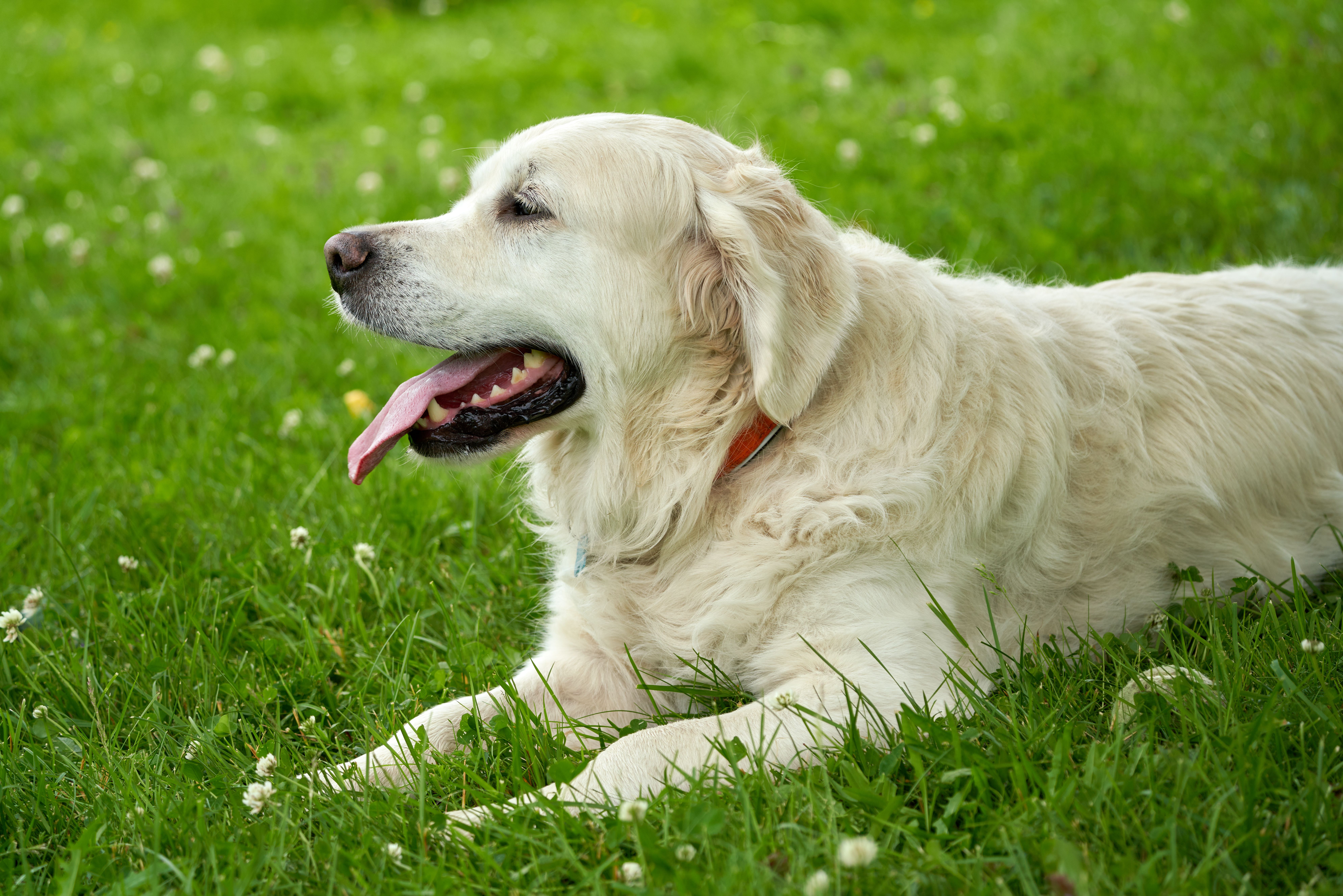 Freeze-Dried Dog Food vs. Kibble vs. Fresh Dog Food (2026 Comparison & Buyer’s Guide) Dog being fed fresh food at home