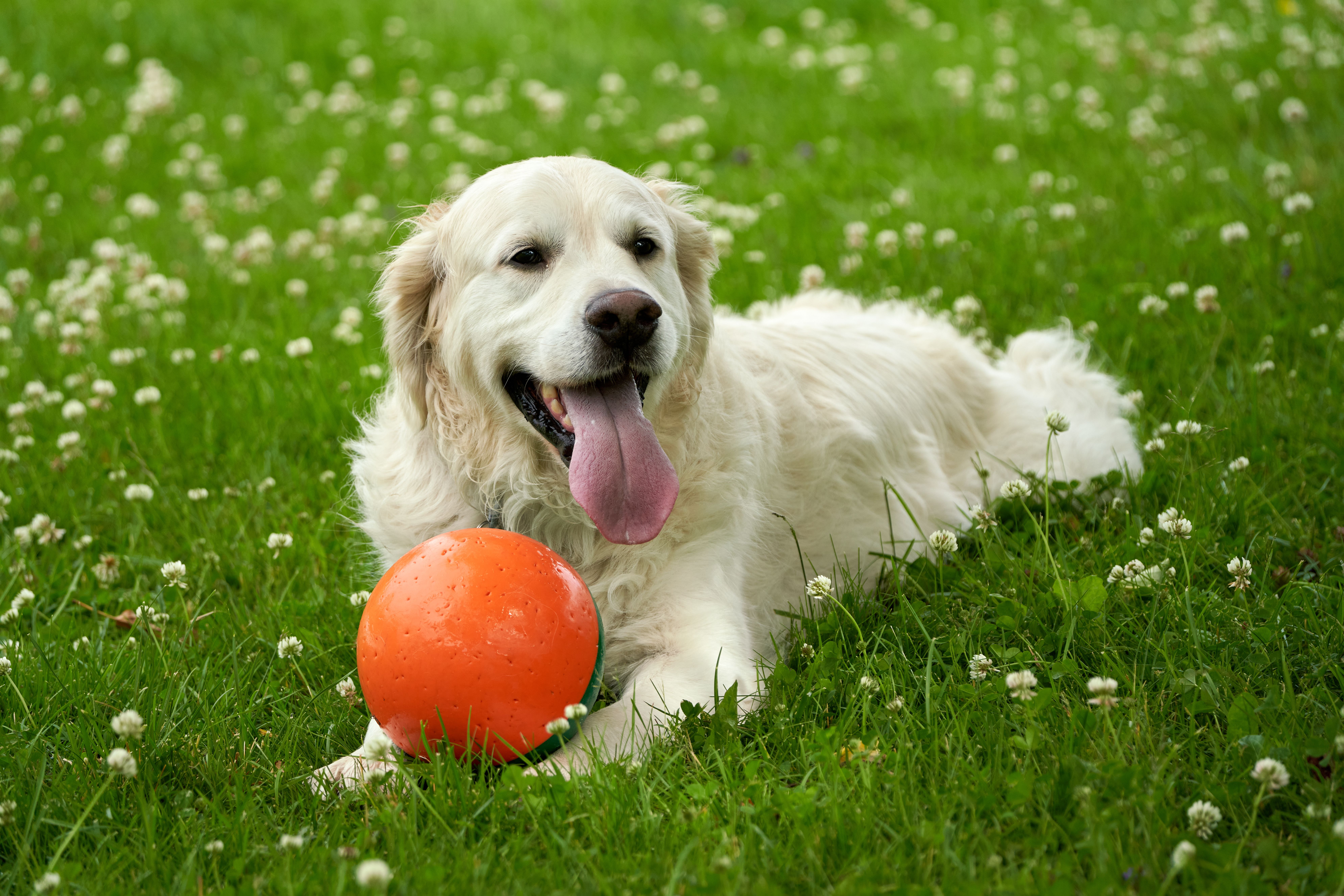 Golden Retriever Relajándose Con Una Pelota Naranja Al Aire Libre ...