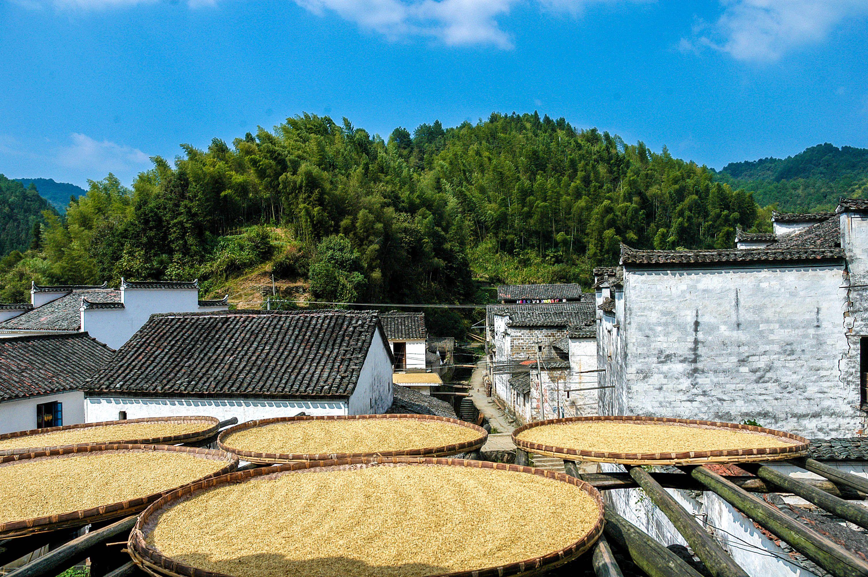 ingyenes Panorámás kilátás egy hagyományos falura bambuszerdőkkel Shangrao-ban, Jiangxi tartományban, Kínában. Stockfotó