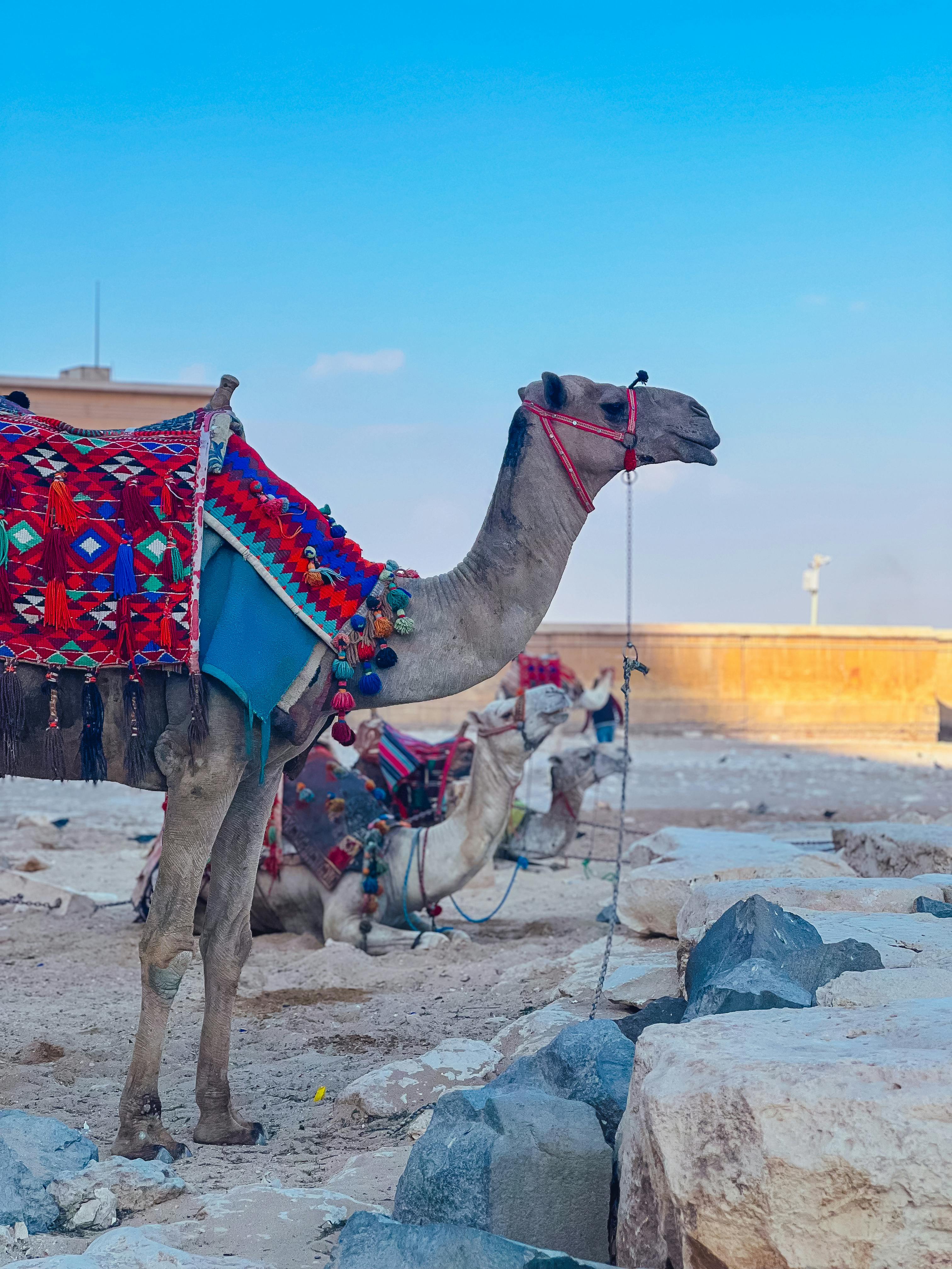 Safari Ltd Jument Arabe 14.6cm | Figurine Cheval | Jouet Animal De Ferme | Non Toxique Et Sans BPA | Convient Aux Enfants De 3 Ans Et Plus