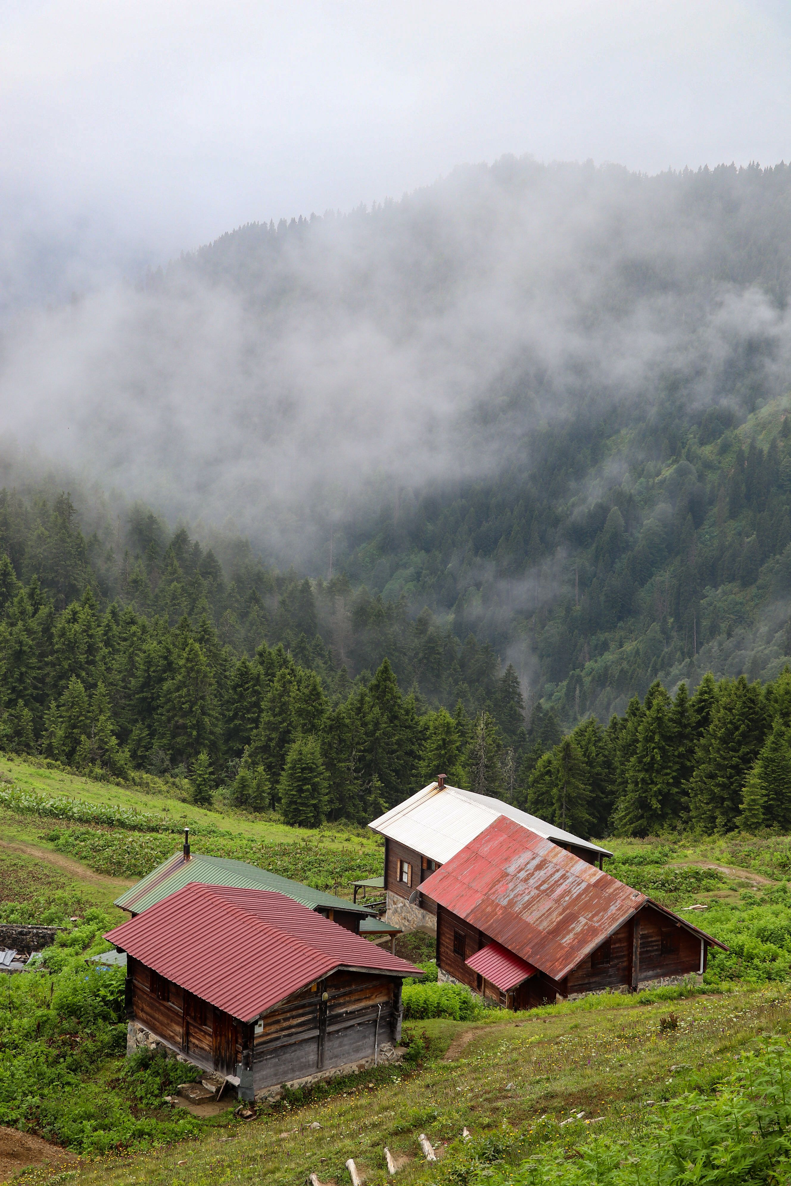 Serene Mountain Cabins in Misty Forest Landscape · Free Stock Photo