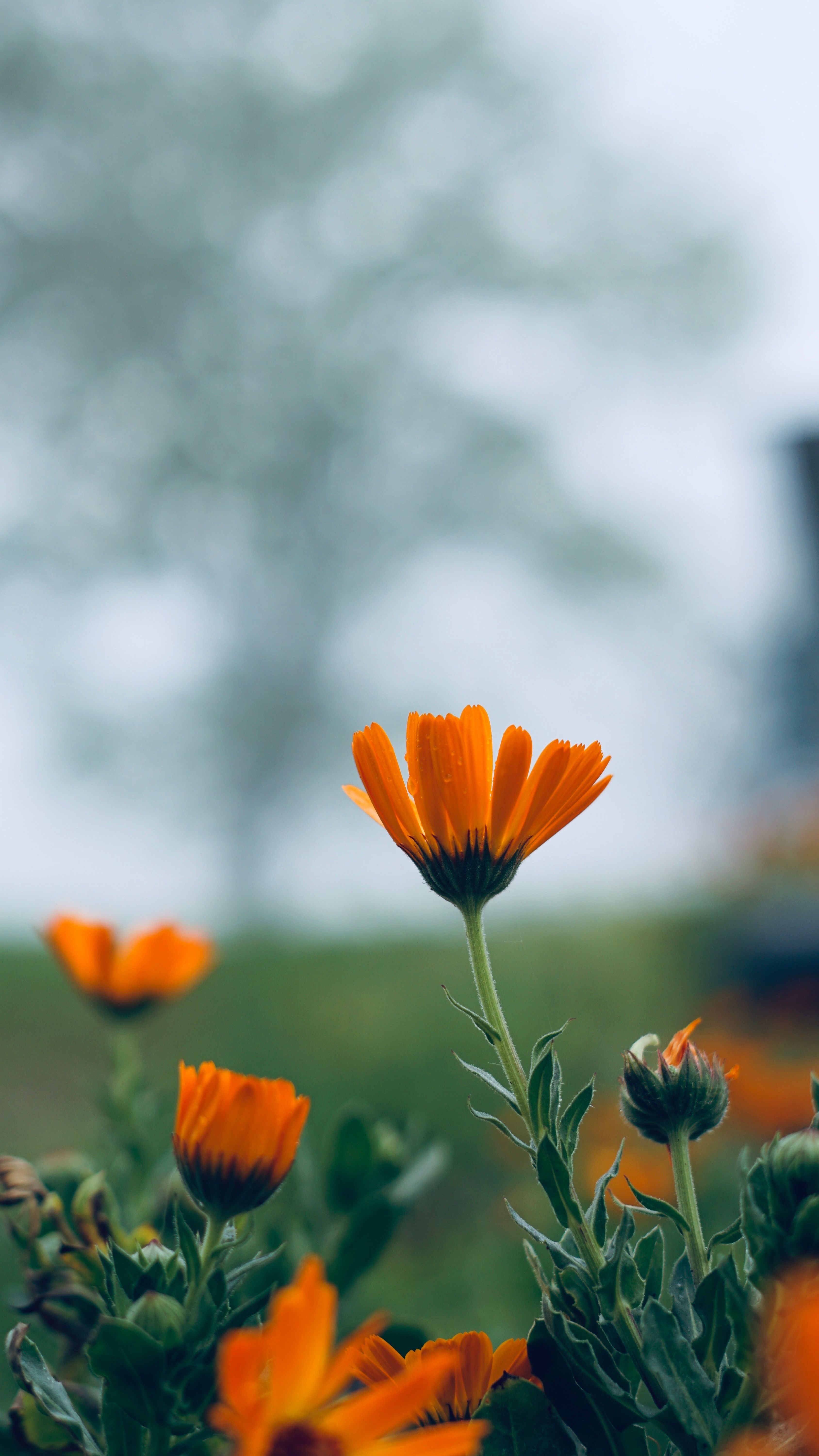 Bright orange marigolds in focus against a blurred natural background, highlighting their vivid color.