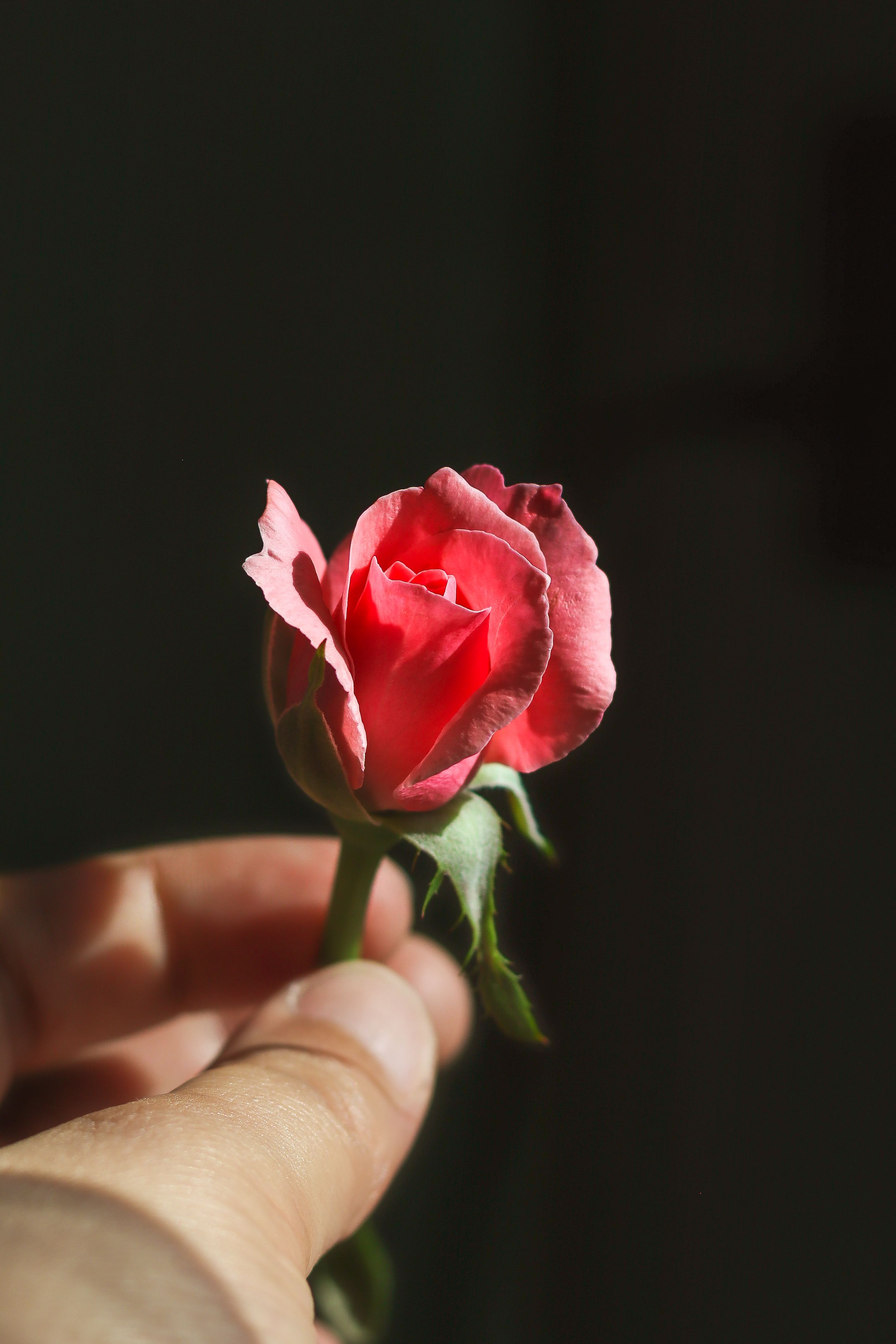 Close-up of a Hand Holding a Pink Rose · Free Stock Photo