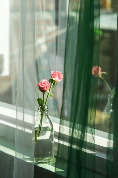 Free Two pink roses in a glass bottle on a sunlit windowsill with sheer curtains casting shadows. Stock Photo