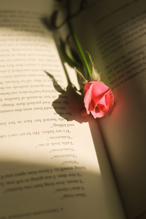 Free Artistic still life of a pink rose on an open book with warm lighting, evoking a sense of romance. Stock Photo