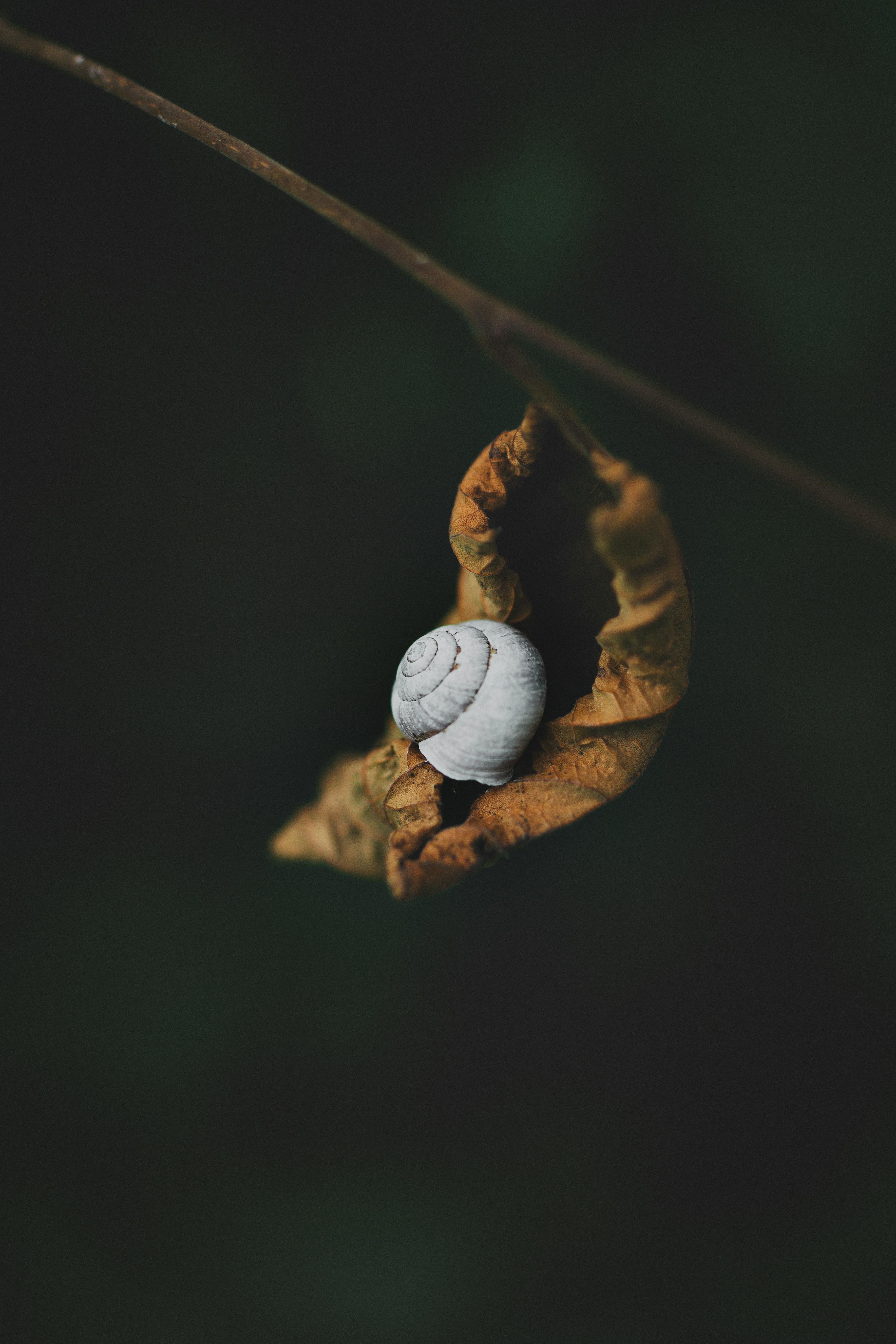 A detailed shot of a snail resting on a curled brown leaf against a dark background.