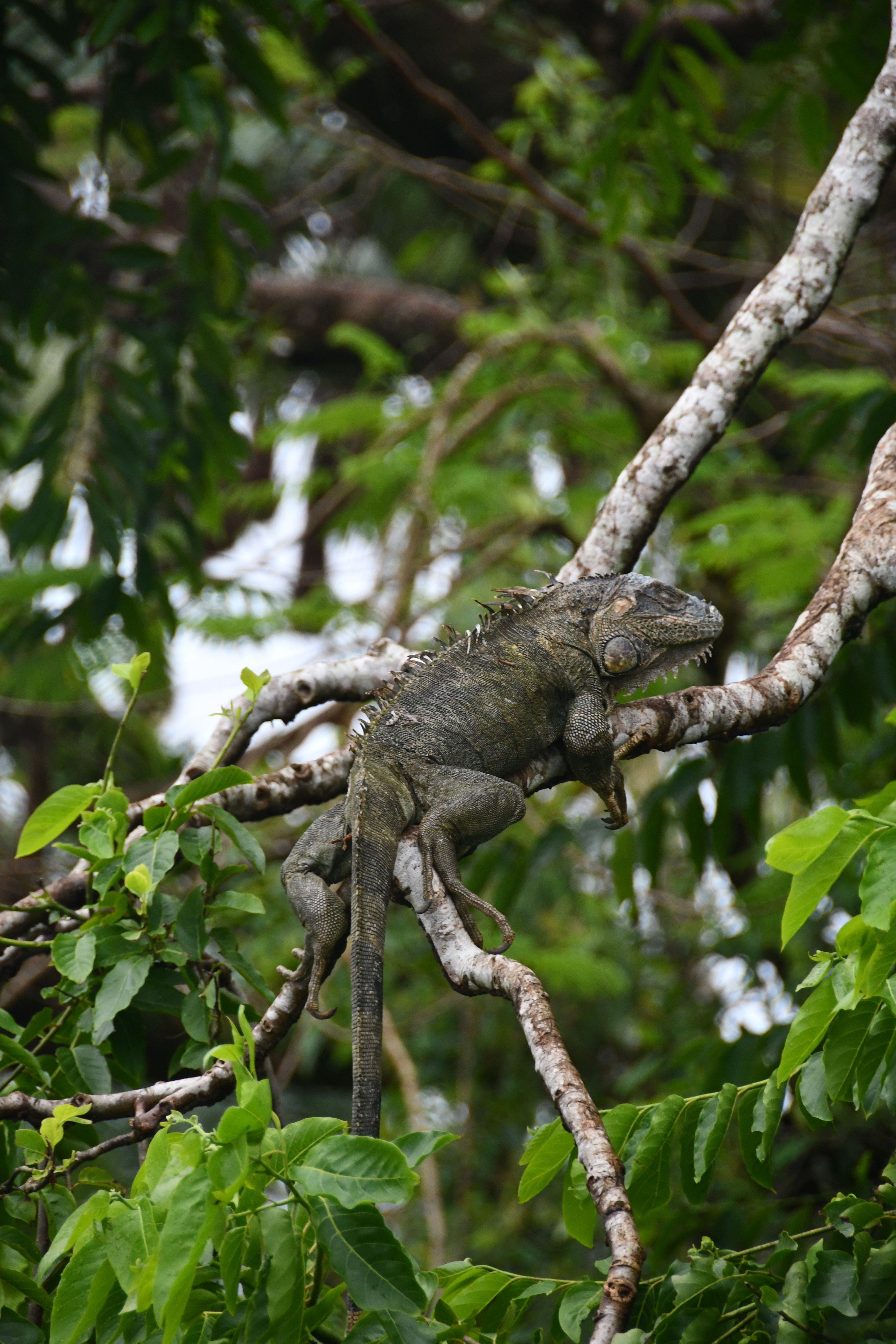 Green Iguana