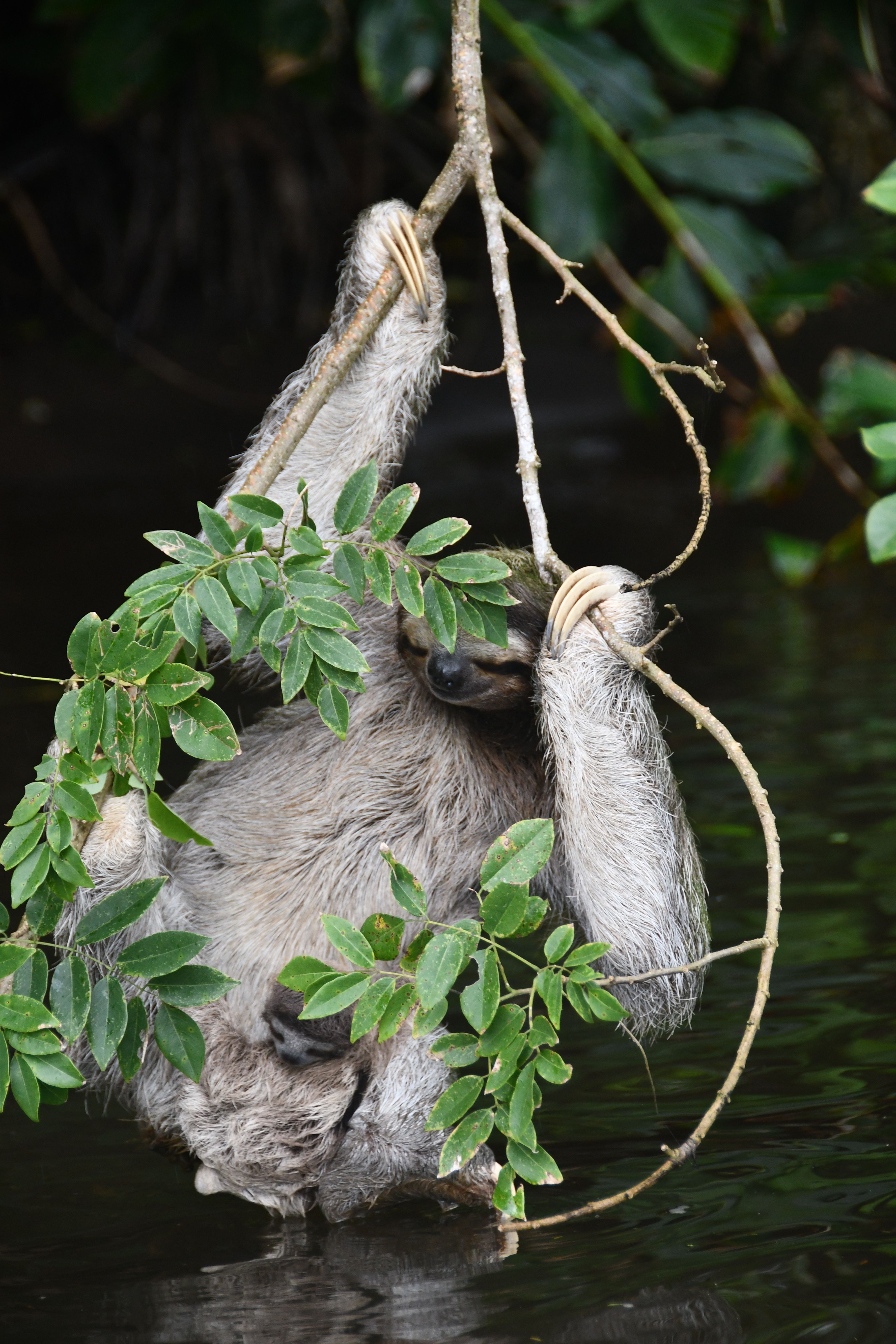 Lazy Sloth Hanging from Tree Branch over Water · Free Stock Photo