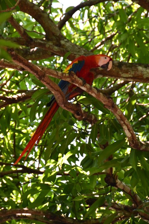 Free Scarlet Macaw perched among vibrant green branches in the tropical forest. Stock Photo