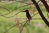 A white-throated kingfisher perched among thorny branches in a sunny outdoor setting.